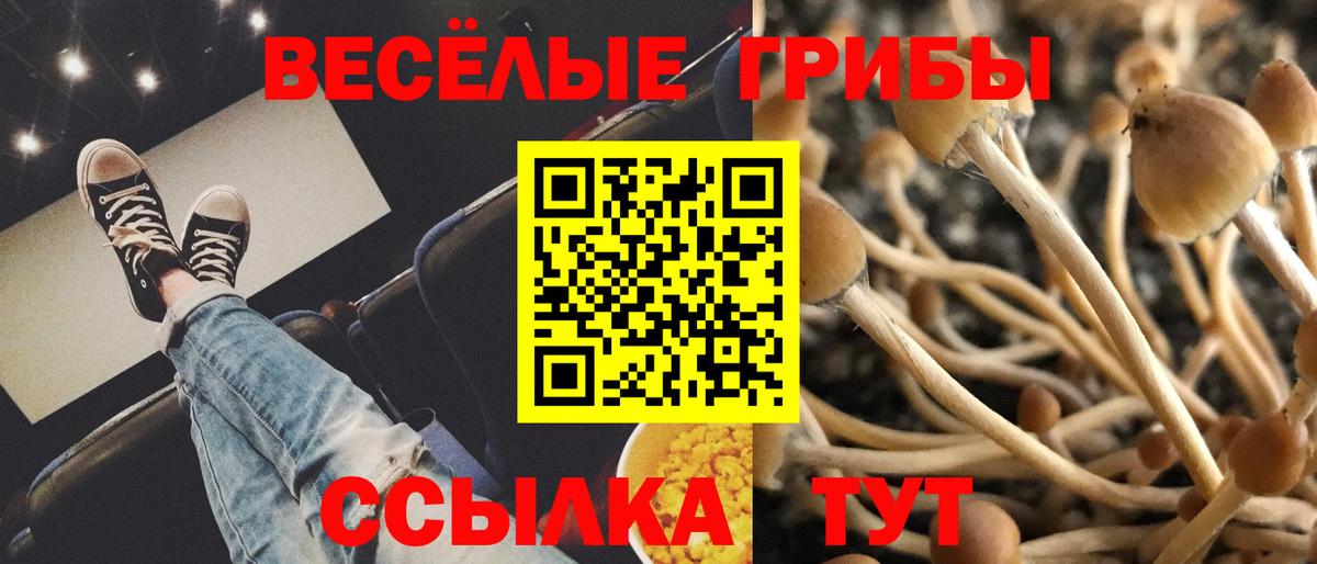 Галлюциногенные грибы Psilocybine cubensis Железногорск
